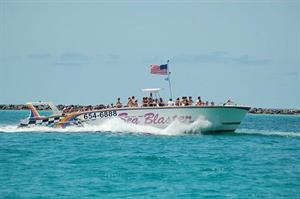 Free adult admission on a Dolphin Cruise in season