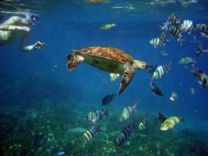Free adult admission on a Snorkeling excursion in season