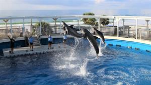 1 FREE adult ticket per day to the Gulfarium seasonal